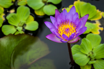 池塘里紫色的莲花
