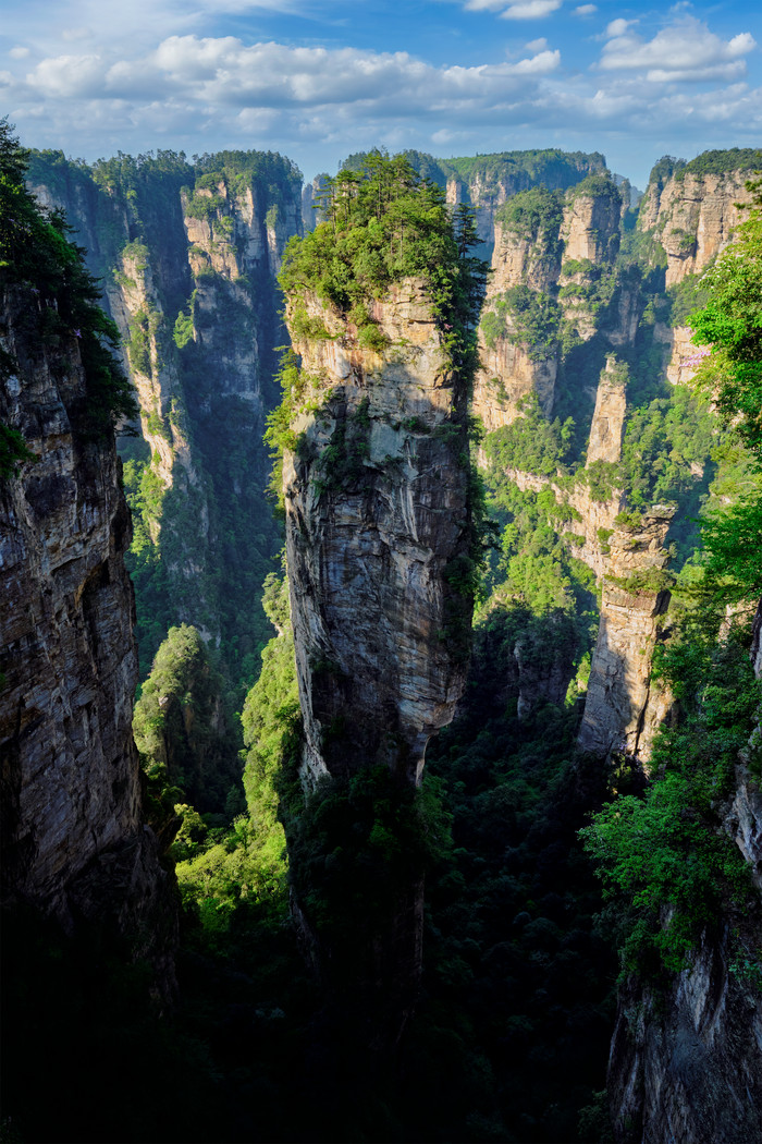 山顶植物摄影图片