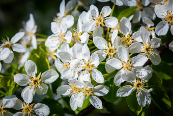 春天白色花朵花枝摄影图片