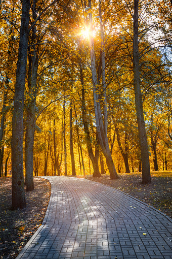 秋天阳光树林摄影图片