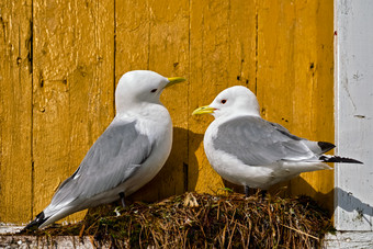 海鸥禽猎鸟建筑物