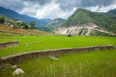 山脚下农田水稻植物