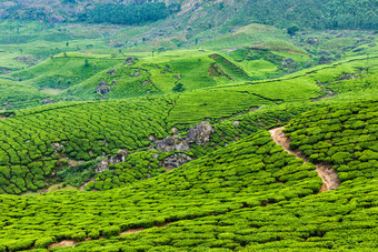 种植茶园<strong>茶山</strong>景色