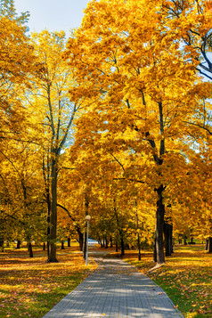 秋天小路两侧树木摄影图片