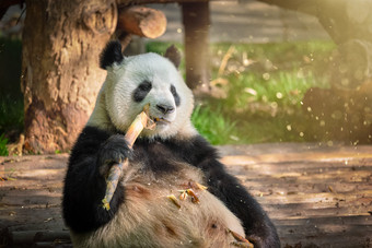 熊猫巨大的成都牲畜