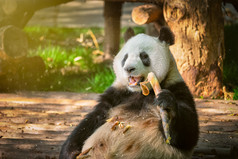 熊猫巨大的成都亚洲