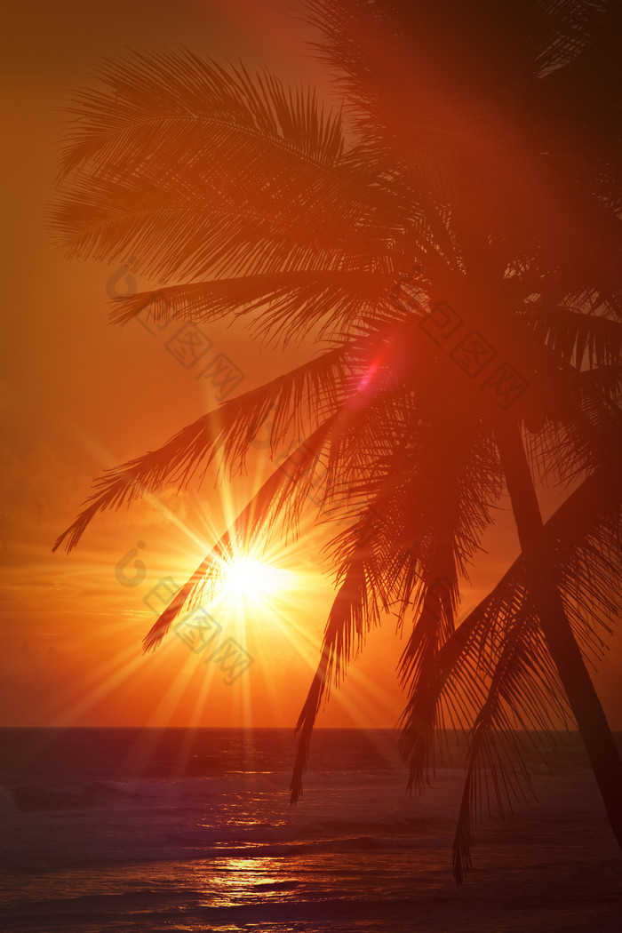 海边日落棕榈树风景摄影图