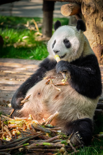 熊猫巨大的成都濒临灭绝的