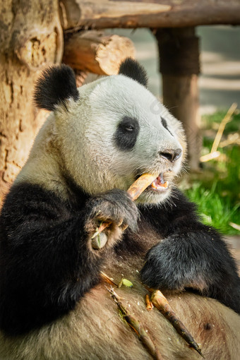 吃竹子的熊猫特写镜头摄影图