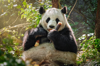在树林里吃竹子的熊猫