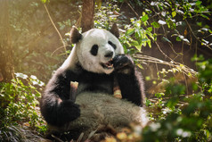 悠闲吃竹子的熊猫图片