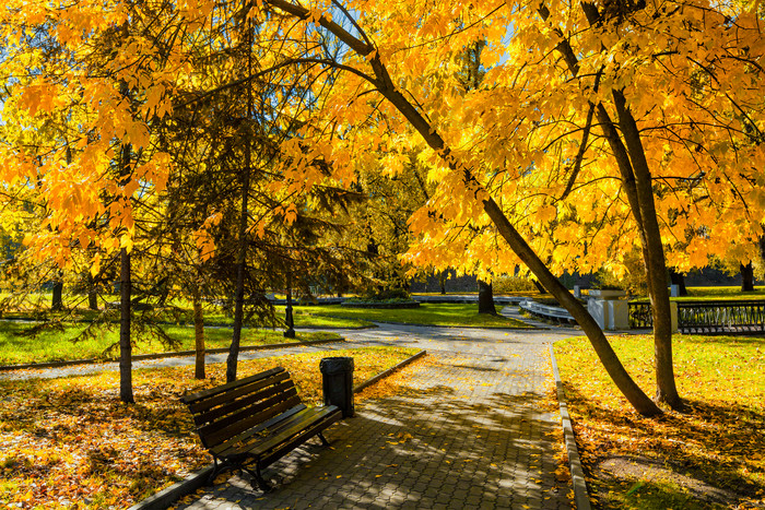 秋天的公园摄影图片