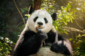 吃竹子的可爱熊猫图片