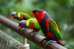 彩色鹦鹉动物摄影图