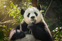吃竹子的熊猫特写摄影图