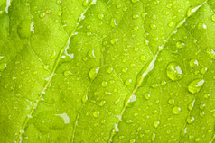 绿色水滴树叶特写摄影图片