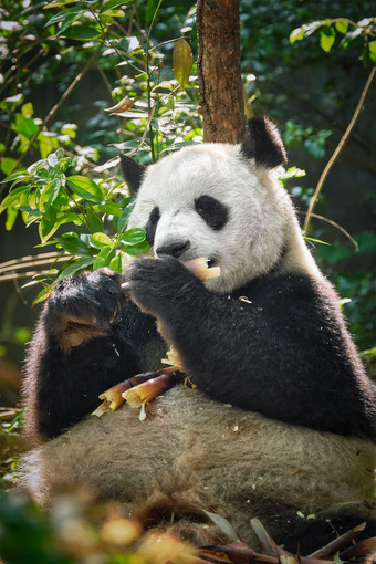 在吃竹子的可爱熊猫图片