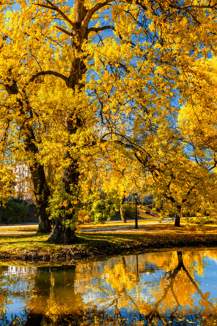 秋季黄色树叶水面摄影图片