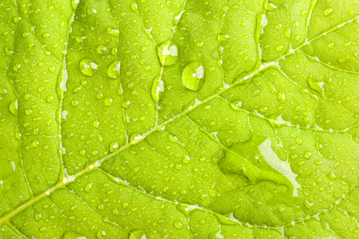 雨后的树叶摄影图片