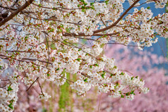 仰拍樱花树