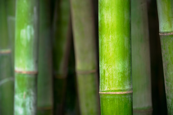 嫩绿色竹林摄影图片