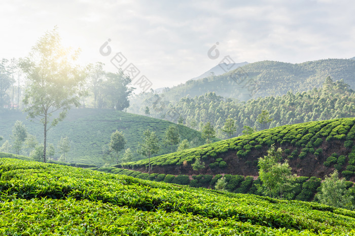 阳光下的一片绿色茶园