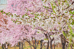 路边的樱花树