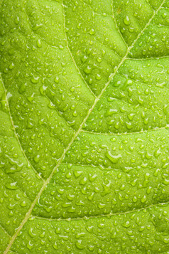 绿色叶片水滴摄影图片