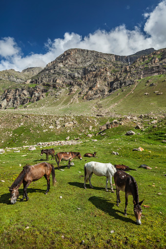 喜马拉雅山脉牧草地摄影图