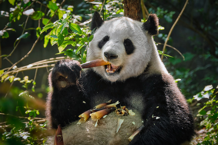 正在吃竹子的熊猫图片