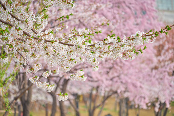 旺盛开花的樱花树