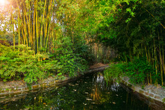 自然竹林摄影图片