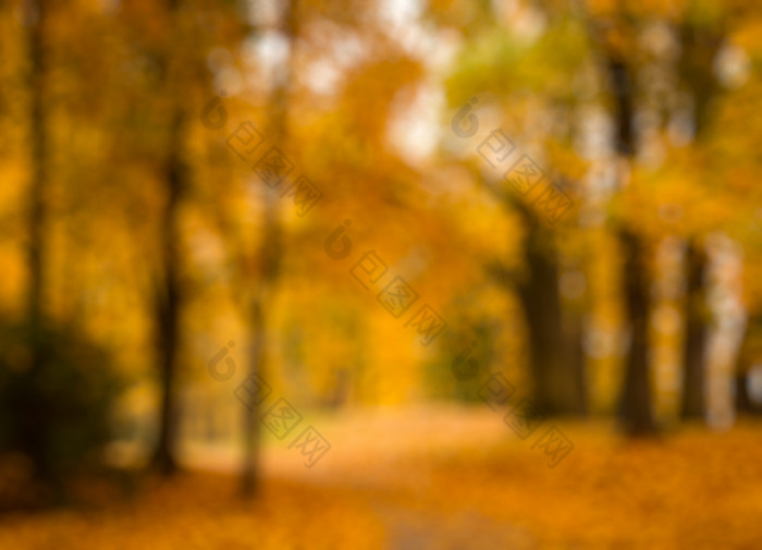 散焦秋天树林摄影图片