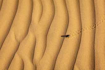 在沙地里爬行的小虫子