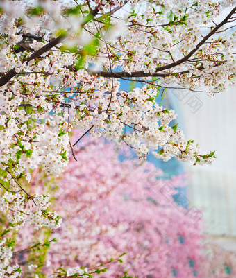 粉色和<strong>白色</strong>的<strong>樱花</strong>树