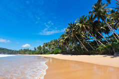 大海沙滩椰子树摄影图