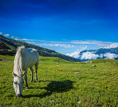 山脉草原牧场白马