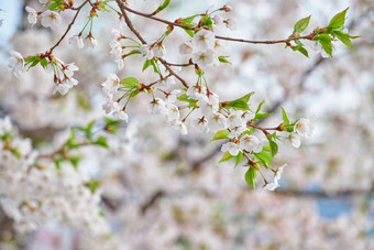 白花和绿叶点缀