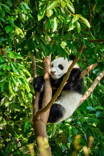 在树上休息的熊猫图片