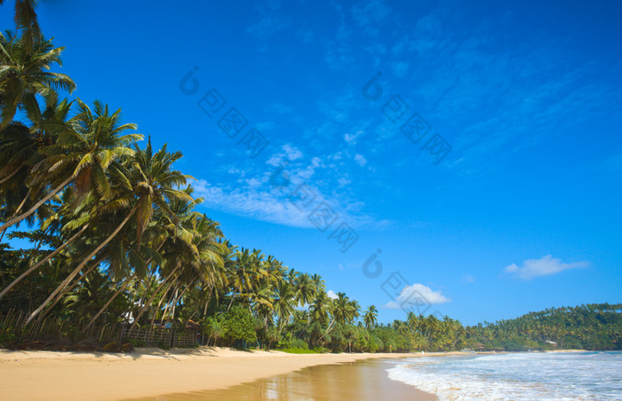 海滩海景椰子树摄影图