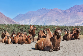 大夏的<strong>骆驼</strong>喜马拉雅山脉沙漠