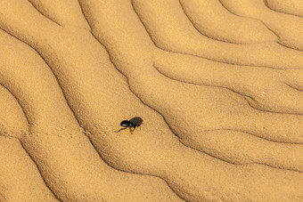 金色沙子里的一只小虫子