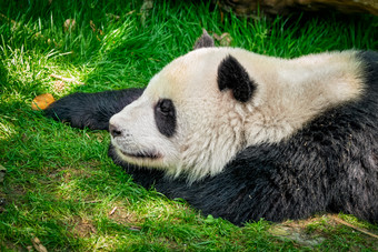 趴<strong>在</strong>草地上的熊猫高清图片