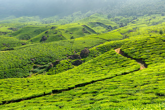 白天茶叶种植园的秀丽风景