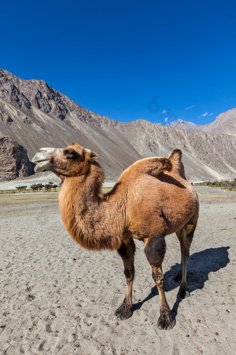 大夏的骆驼沙漠摄影图