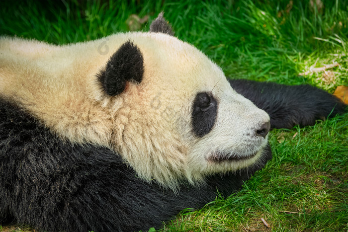 趴在草地上的熊猫图片