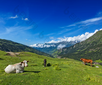 喜马拉雅山脉牧场牛绿植
