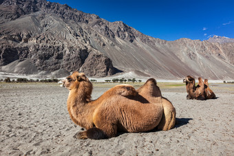 沙漠骆驼动物山脉