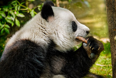 正在吃食物的熊猫摄影图