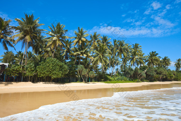 海滩植物椰子树摄影图